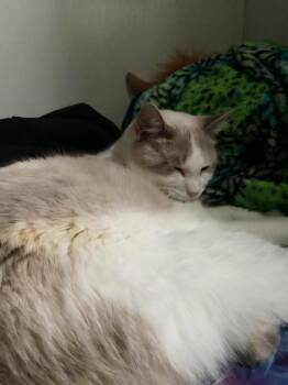 Rescue Domestic Medium Hair Cats for Adoption in Pinedale, Wyoming - Arctic | PetCurious