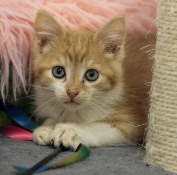 Domestic Short Hair Cats Available for Adoption in Topeka, Kansas - **Cat Cafe** Alvin | PetCurious