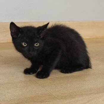 Oolong C69606 -  Domestic Short Hair Cat for Adoption in Minnetonka, Minnesota - Oolong C69606 | PetCurious