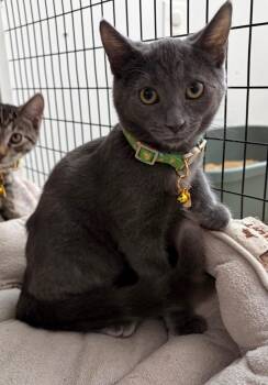 Nellie -  Domestic Short Hair Cat for Adoption in St. Augustine, Florida - Nellie | PetCurious
