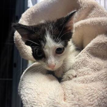 Firecrackers -  Domestic Short Hair Cat for Adoption in Mooresville, North Carolina - Firecrackers | PetCurious