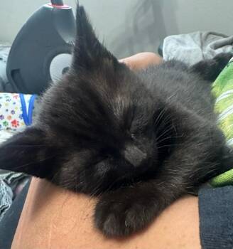 Pearl -  Domestic Short Hair Cat for Adoption in Vancouver, Washington - Pearl | PetCurious