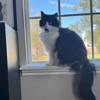 Norwegian Forest Cat Cats Available for Adoption in Park Row, Texas - Katherine | PetCurious