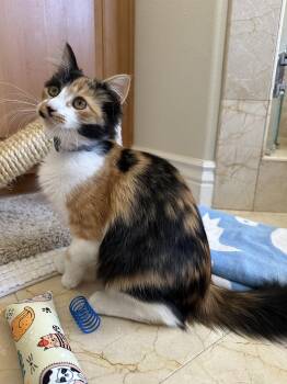 Pumpkin (Courtesy Post) -  Domestic Long Hair Cat for Adoption in San Jose, California - Pumpkin (Courtesy Post) | PetCurious