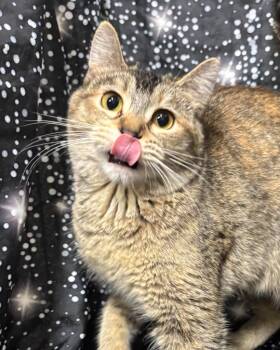 Rescue Domestic Short Hair Cats for Adoption in Pittsfield, Illinois - Chambersburg Kitten #2 | PetCurious