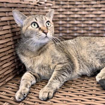 Alabama -  Domestic Short Hair Cat for Adoption in Midland, Michigan - Alabama | PetCurious