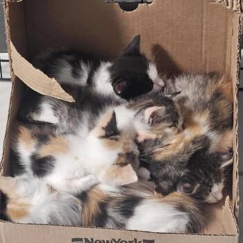 Tom Sawyer -  Domestic Medium Hair Cat for Adoption in Lewisville, Texas - Tom Sawyer | PetCurious