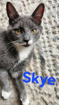 Skye (F) and Sunshine (M)- Your Daily Forecast of Love and Laugh -  Domestic Short Hair Cat for Adoption - Skye (F) And Sunshine (M)- Your Daily Forecast Of Love And Laugh | PetCurious