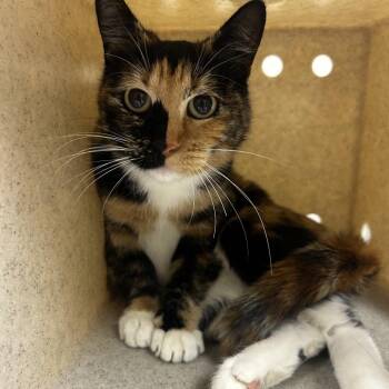 Tarot -  Domestic Short Hair Cat for Adoption in Reno, Nevada - Tarot | PetCurious