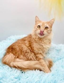 Domestic Long Hair Cats Available for Adoption - Winnette | PetCurious
