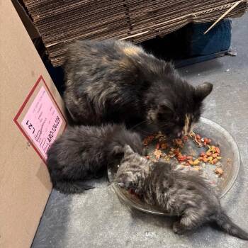 Nova -  Domestic Medium Hair Cat for Adoption in Long Beach, California - Nova | PetCurious