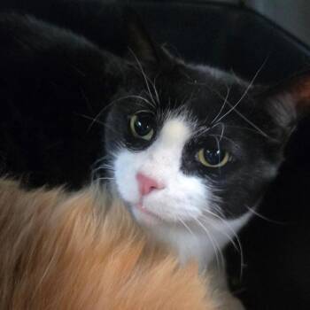 Luciano -  Domestic Short Hair Cat for Adoption in San Jacinto, California - Luciano | PetCurious