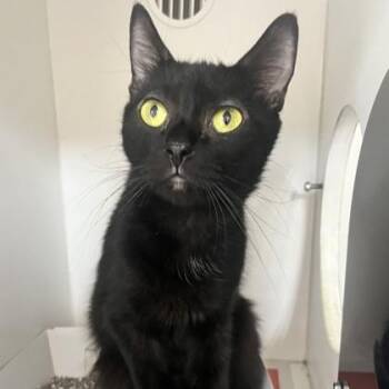 Bebs -  Domestic Short Hair Cat for Adoption in Phoenixville, Pennsylvania - Bebs | PetCurious