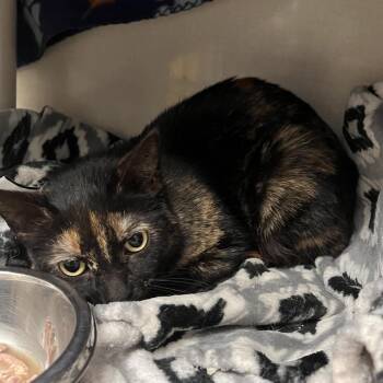 Domestic Short Hair Cats Available for Adoption in Mentor, Ohio - Geometry | PetCurious