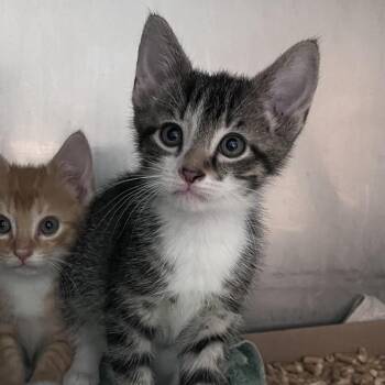 Domestic Short Hair Cats Available for Adoption in Troy, Virginia - Great Smoky | PetCurious