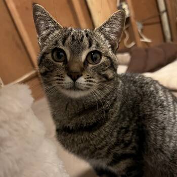 Rescue Domestic Short Hair Cats for Adoption in Byron Center, Michigan - Chloe | PetCurious