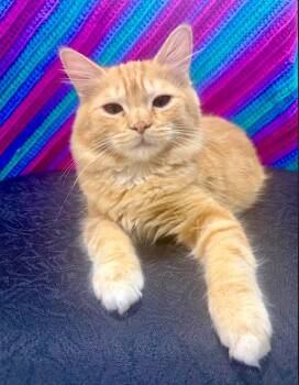 Azrael -  Domestic Medium Hair Cat for Adoption in Herndon, Virginia - Azrael | PetCurious