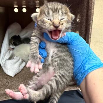 Dover -  Domestic Short Hair Cat for Adoption in Birmingham, Alabama - Dover | PetCurious