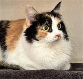 BAHN MI -  Domestic Medium Hair and Domestic Short Hair Cat for Adoption in Anchorage, Alaska - BAHN MI | PetCurious
