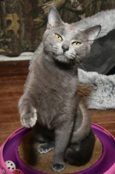 American Shorthair Cats Available for Adoption in Johnstown, New York - Dio | PetCurious