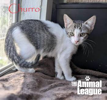 Churro -  Domestic Short Hair Cat for Adoption in Groveland, Florida - Churro | PetCurious
