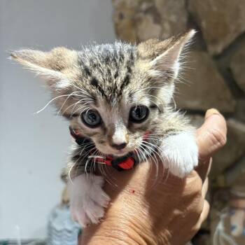 Sher Khan Kitty -  Domestic Short Hair Cat for Adoption in Long Beach, California - Sher Khan Kitty | PetCurious