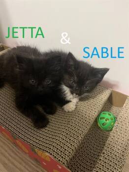 SABLE -  Domestic Short Hair Cat for Adoption in Charlotte, North Carolina - SABLE | PetCurious