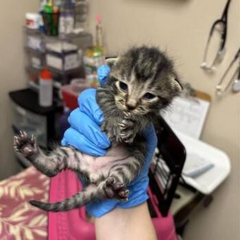 Ted -  Domestic Medium Hair Cat for Adoption in Tempe, Arizona - Ted | PetCurious