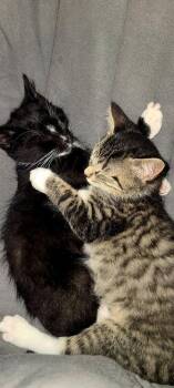 Radar -  Domestic Short Hair Cat for Adoption in Emerald Isle, North Carolina - Radar | PetCurious