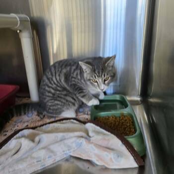 Tamale -  Domestic Short Hair Cat for Adoption in West Branch, Michigan - Tamale | PetCurious