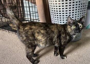 Domestic Short Hair Cats Available for Adoption in Wilkesboro, North Carolina - Tulu | PetCurious