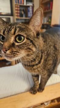 Rescue Domestic Short Hair Cats for Adoption in Melrose, Massachusetts - Muffins | PetCurious