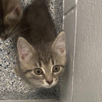 Austin -  Domestic Short Hair Cat for Adoption in Dayton, Ohio - Austin | PetCurious