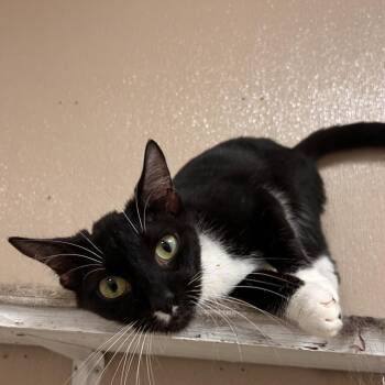 Callie -  Domestic Short Hair Cat for Adoption in Waynesboro, Pennsylvania - Callie | PetCurious