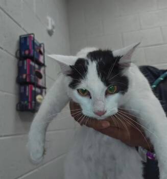 A383029 -  Domestic Short Hair Cat for Adoption in Ocala, Florida - A383029 | PetCurious