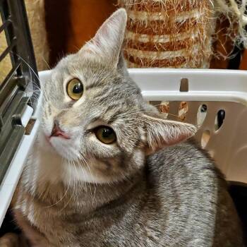 Sophie -  Domestic Short Hair Cat for Adoption in Hemet, California - Sophie | PetCurious