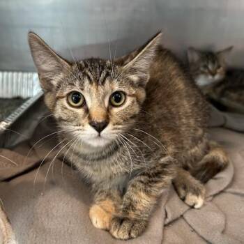 Zara -  Domestic Short Hair Cat for Adoption in Matteson, Illinois - Zara | PetCurious