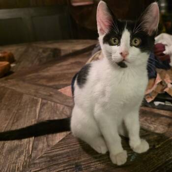 Batman -  Domestic Short Hair Cat for Adoption in Los Angeles, California - Batman | PetCurious