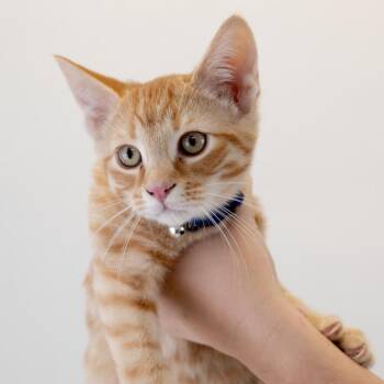 Grumpy -  Domestic Short Hair Cat for Adoption in Buffalo, Minnesota - Grumpy | PetCurious