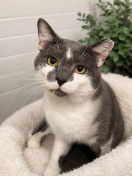 Blue -  Domestic Short Hair Cat for Adoption in Greensburg, Pennsylvania - Blue | PetCurious