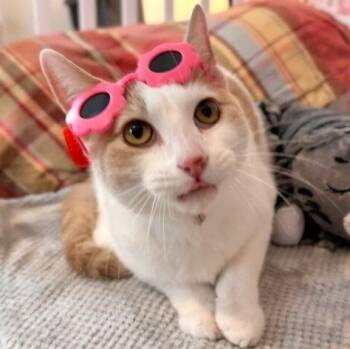 Mr. Bigglesworth -  Tabby and Domestic Short Hair Cat for Adoption in Friendswood, Texas - Mr. Bigglesworth | PetCurious