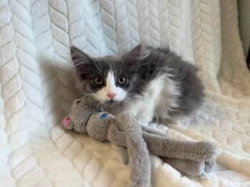 Chicken -  Domestic Short Hair Cat for Adoption in Lansing, Michigan - Chicken | PetCurious