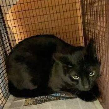 Domestic Short Hair Cats Available for Adoption - Kobe | PetCurious