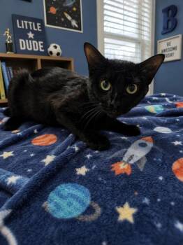 Root Beer -  Domestic Short Hair Cat for Adoption in Raleigh, North Carolina - Root Beer | PetCurious