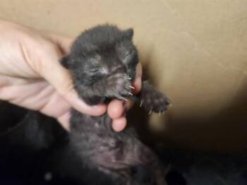 A380331 -  Domestic Short Hair Cat for Adoption in Ocala, Florida - A380331 | PetCurious