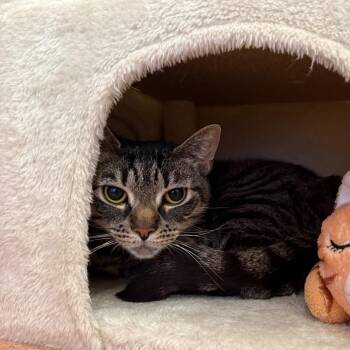 Poppi -  Domestic Short Hair Cat for Adoption in Ballston Spa, New York - Poppi | PetCurious