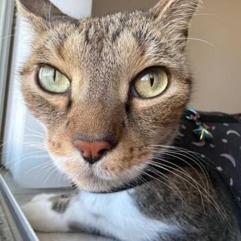 Wall-E -  Domestic Short Hair Cat for Adoption in Las Vegas, Nevada - Wall-E | PetCurious