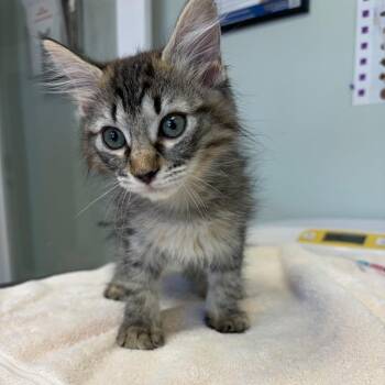 Carmen -  Domestic Medium Hair Cat for Adoption in Cumming, Georgia - Carmen | PetCurious
