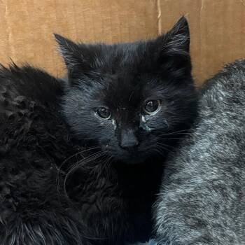 Domestic Short Hair Cats Available for Adoption - Earring | PetCurious