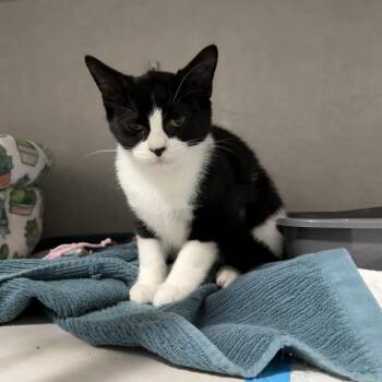 Domestic Short Hair Cats Available for Adoption in Westport, Connecticut - Husky | PetCurious